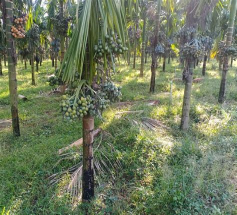 IXORA Arecanut VTLAH -1 Vittal Hybrid-1 Variety Betel Nut Hybrid Dwarf ...