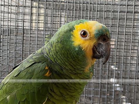 Blue Fronted Amazon | Sunshine BirdWorld