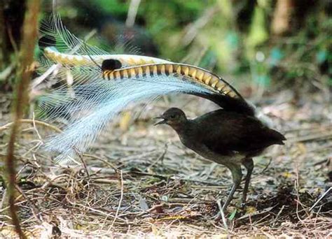 澳大利亚琴鸟(Menura) - 神秘的地球 科学|自然|地理|探索