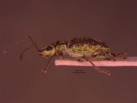 Weevils