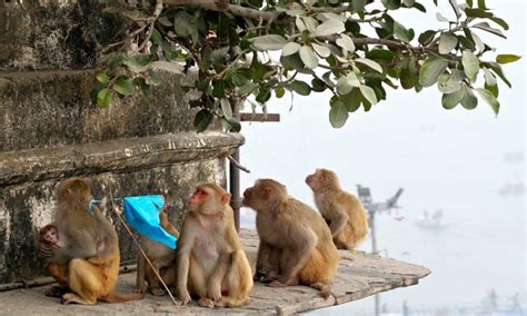 Monkey Menace In Varanasi City: Allahabad High Court Directs Shifting ...