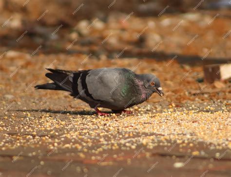Premium Photo | Cute pigeon walking and eating grains
