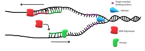 Dna Polymerase Diagram Chapter 9: DNA Replication Chemistry