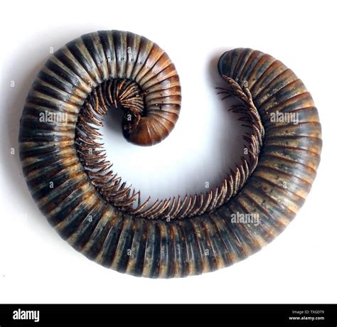 African Giant Millipede