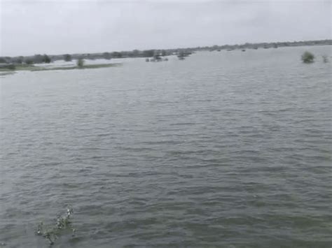 Dausa faces millet loss in 20 villages amid heavy rain Farmers struggle ...