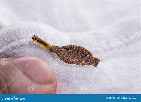 Wall Moth Larvae, Or Clothing Moths, Feed On Fur, Wool, Dead Skin ...