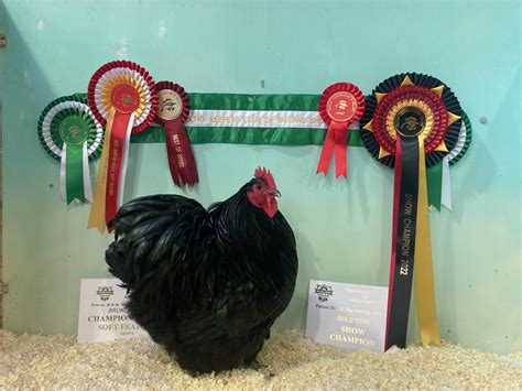 Poultry Showing | BackYard Chickens - Learn How to Raise Chickens