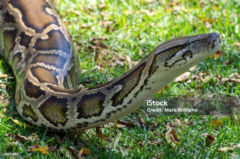 Burmese Python 的图像结果