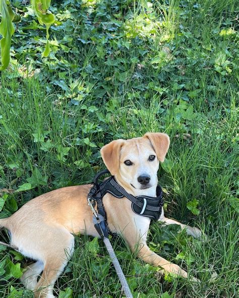 My 2 yr old Beagle/lab mix, Logan.. : r/beagles