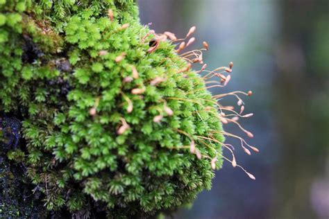 Primary consumer - Definition and Examples - Biology Online Dictionary