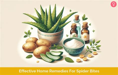 Home Remedies For Spider Bites: 7 Simple, Effective Treatments
