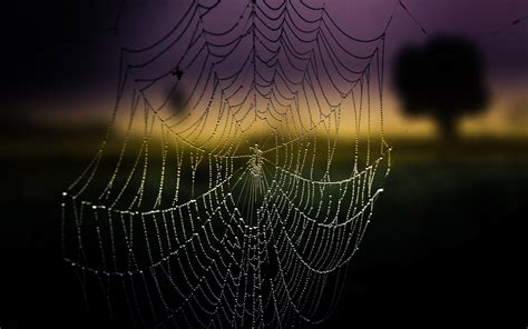 21 Excellent HD Spider Web Wallpapers