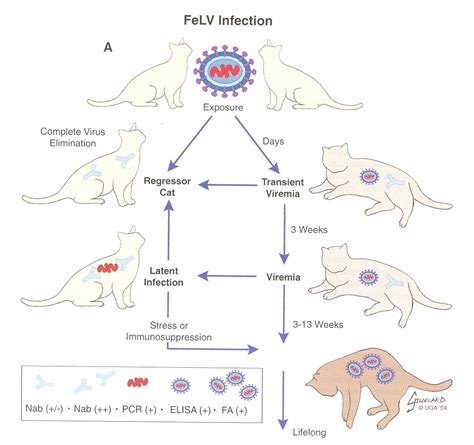 How Common Is Feline Leukemia