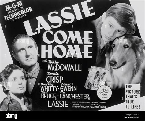 Lassie come home 1943 hi-res stock photography and images - Alamy