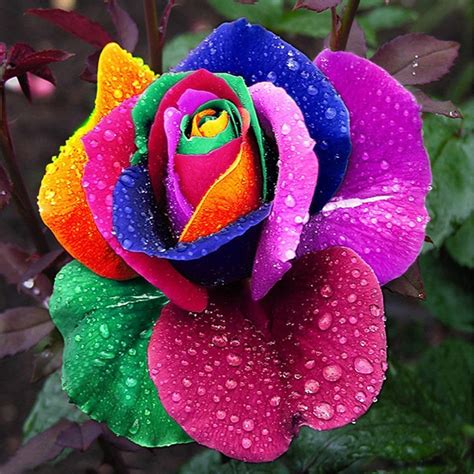 Buy 1000Pcs Beautiful Rainbow Rose Multi-Colored Rose Rose Flower ...