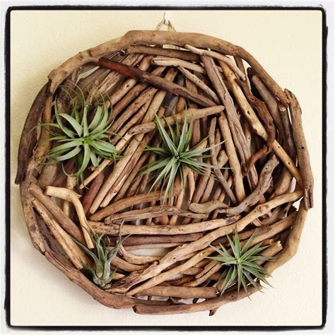 Air Plant Display Ideas 的图像结果