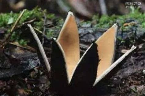 世界上最稀有的真菌,恶魔雪茄能吃么? — 未解之谜网