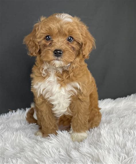 Thor, a delightful Mini Cavapoo looking for a forever home