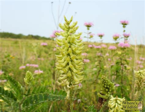 Canada Milkvetch (Astragalus canadensis)