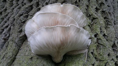 Oyster Mushroom Look Alikes