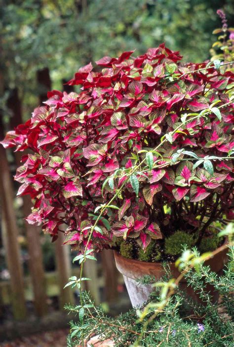 Top Annual Flowers to Grow in the Shade | Better Homes & Gardens