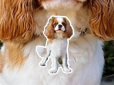 Classic Star Cavalier King Charles Spaniel – WDLO