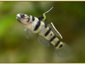 ICAR-CIBA developes breeding and seed production protocols for two high ...