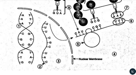 Image result for Protein Synthesis Explained