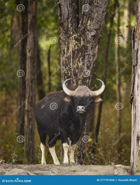 Gaur Or Indian Bison Or Bos Gaurus A Showstopper Closeup Or Portrait ...