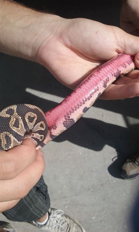 Baby Pythons 的图像结果