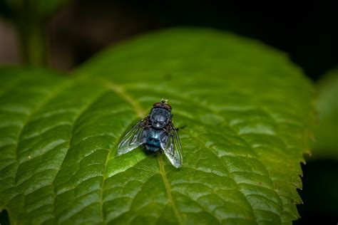 Fly Insect 的图像结果