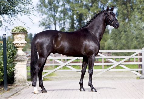 Wynton | Horses, Show horses, Warmblood horses
