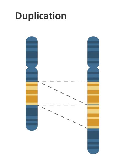Abnormal Chromosome 的图像结果