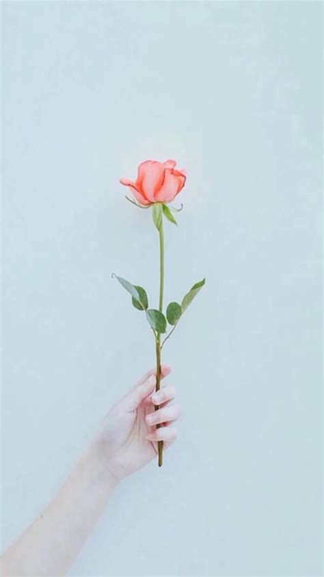 手拿玫瑰伤感图片手拿玫瑰花图片2022已更新今日资讯