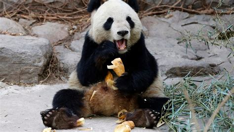 Giant Panda Eating Meat