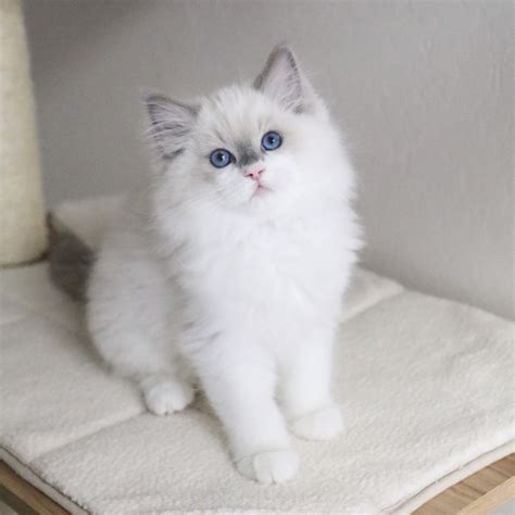 How Much Does a Ragdoll Kitten Cost? - Ragdoll Pricing Guide — Ragdoll ...