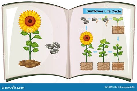 Book Showing Diagram of Sunflower Life Cycle Stock Vector ...
