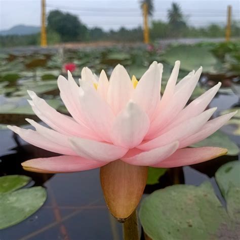 Myra | Buy water lily in India | Lilypond Store
