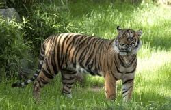 NCERT Solutions for Class 10 English First Flight Chapter 3 - A Tiger ...