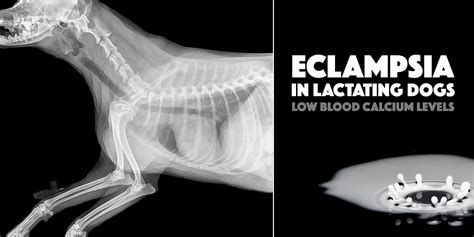 What Causes Elevated Calcium Levels In Dogs