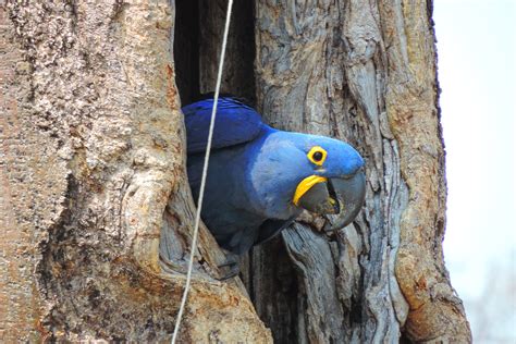 Habitat loss, climate change send hyacinth macaw reeling back into ...