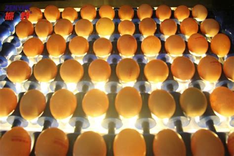 深圳市振野蛋品智能设备股份有限公司 国内最好的蛋品设备制造商 831738