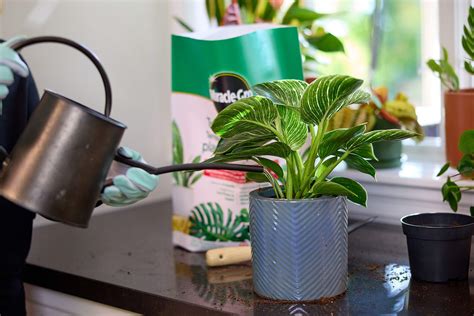 Miracle-Gro® Tropical Potting Mix, 8.8-L | Canadian Tire