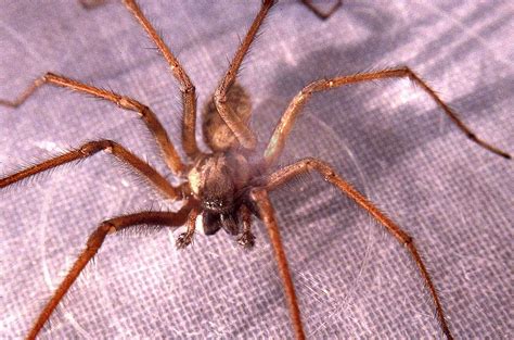 KUOW - Seattle's giant house spiders: Big and fast, but they won't kill you