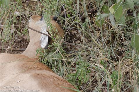 Python Eat Impala 的图像结果