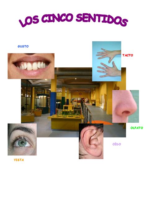 Cuaderno Actividades LOS Cinco Sentidos - OIDO VISTA OÍDO OLFATO TACTO ...