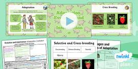 Y6 Evolution and Adaptation PowerPoint (teacher made)