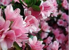 fiori azalee azalea vendita piante on line solopiante it fiori azalee azalea vendita piante on line solopiante it