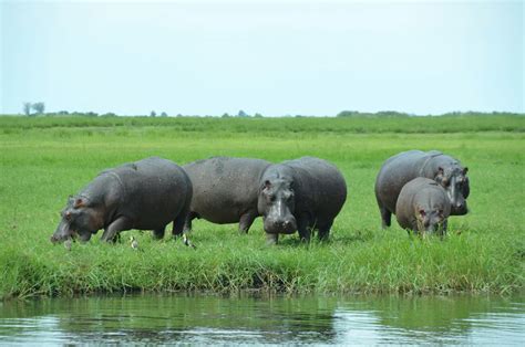 Hippopotamus 2025: Incredible Facts, Habitat, Diet & More