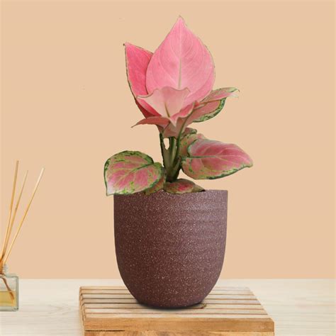 Greenkin Aglaonema Pink Anjamani Live Plant in Eco Pot | Indoor Plants ...